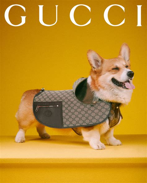 gucci cat shirt|new gucci pet collection.